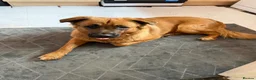 Mixed Breed dogs for sale: Bear - gorgeous 1 year old male - Advert 2