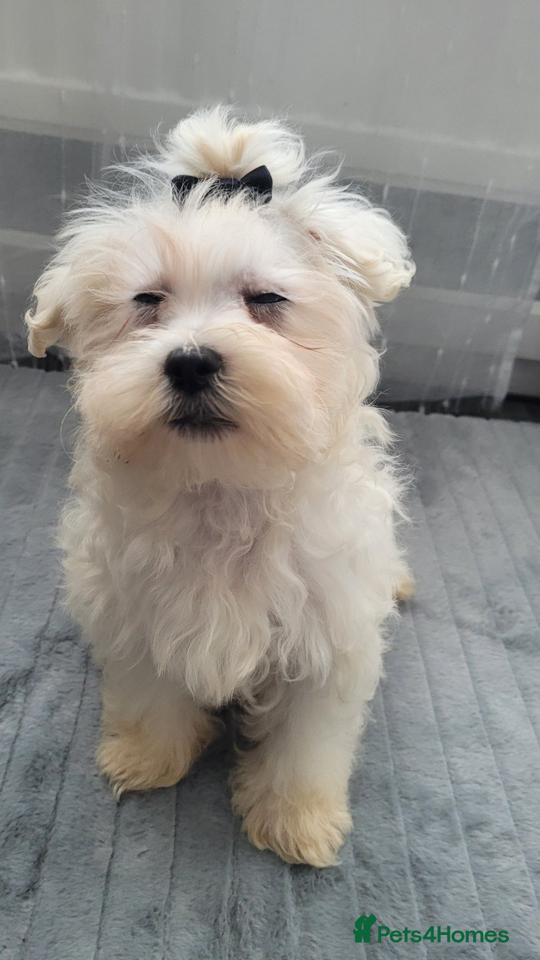 Maltipoo dogs for sale: Olivia M  - Advert 7