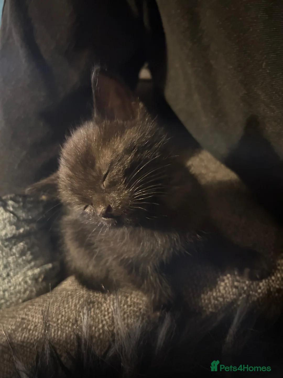 Mixed Breed cats for sale: 2 beautiful kittens  - Advert 10