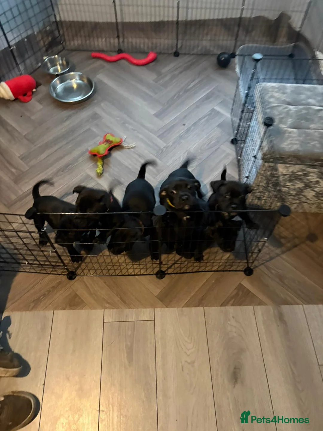 Staffordshire Bull Terrier dogs for sale: Staffordshire bullterrier (LAST 1 ) ready to go - Advert 2