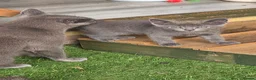 Russian Blue cats for sale: Beautiful full Russian Blue Kittens  - Advert 12