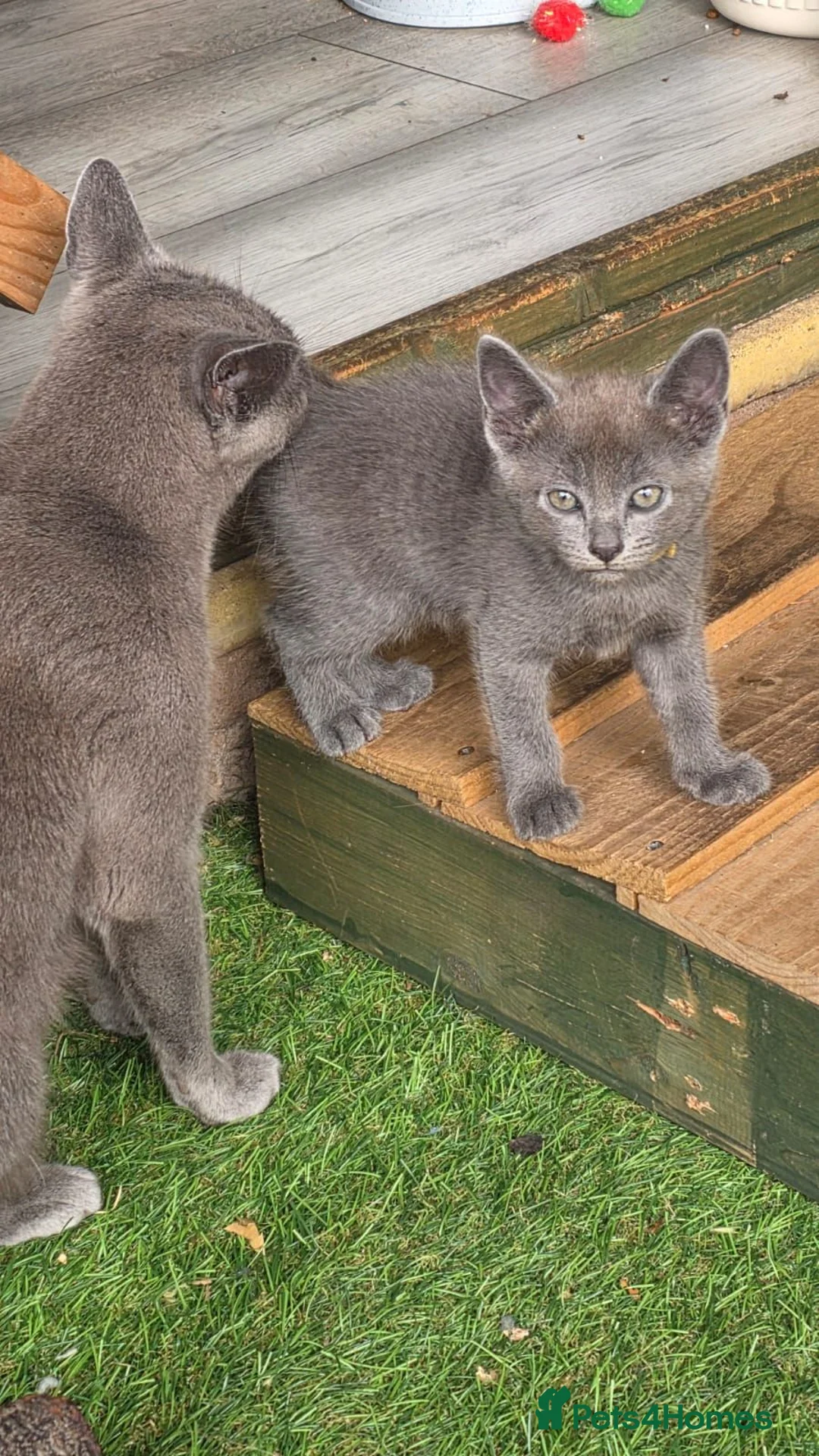 Russian Blue cats for sale: Beautiful full Russian Blue Kittens  - Advert 12