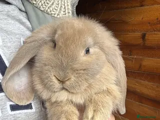 French Lop rabbits 💛🧡 French Lop Babies from Sweet Pea Rabbitry - Advert 11