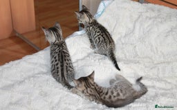 Bengal cats for sale: Adorable, affectionate, so cute kittens for sale!! - Image 29