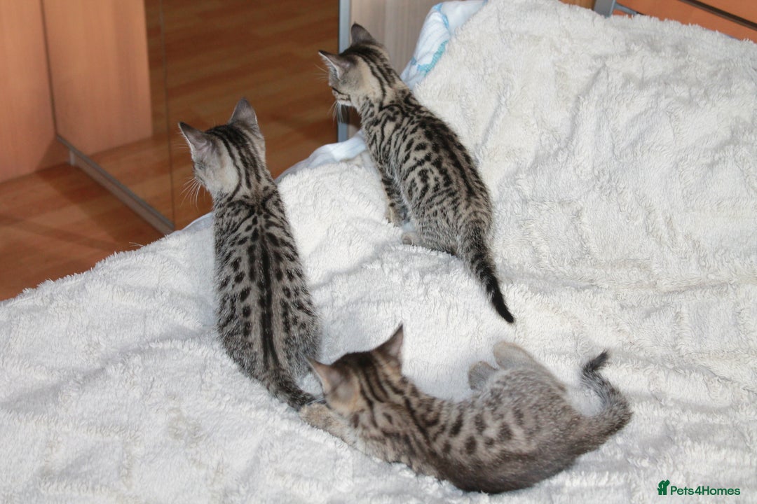 Bengal cats for sale: Adorable, affectionate, so cute kittens for sale!! - Image 29