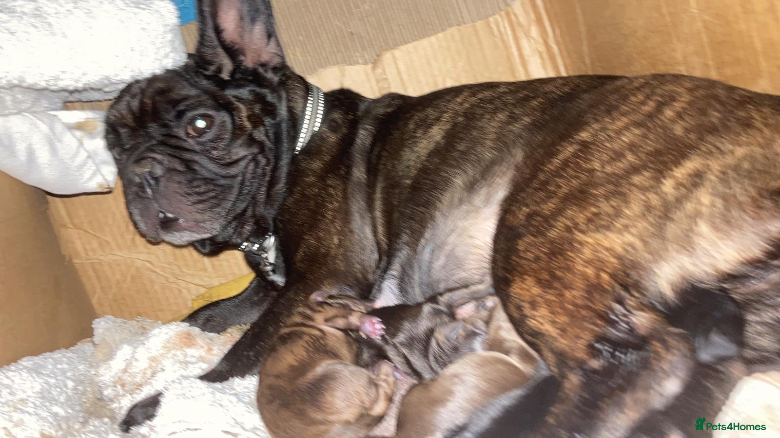 Mixed Breed dogs ✨ French Bull Wieners ✨ PUPPIES 🐶  - Advert 1