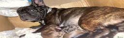 Mixed Breed dogs for sale: ✨ French Bull Wieners ✨ PUPPIES 🐶  - Advert 1