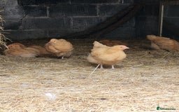 Chickens poultry for sale: 6 Buff orpington looking for a new palace.  - Image 3