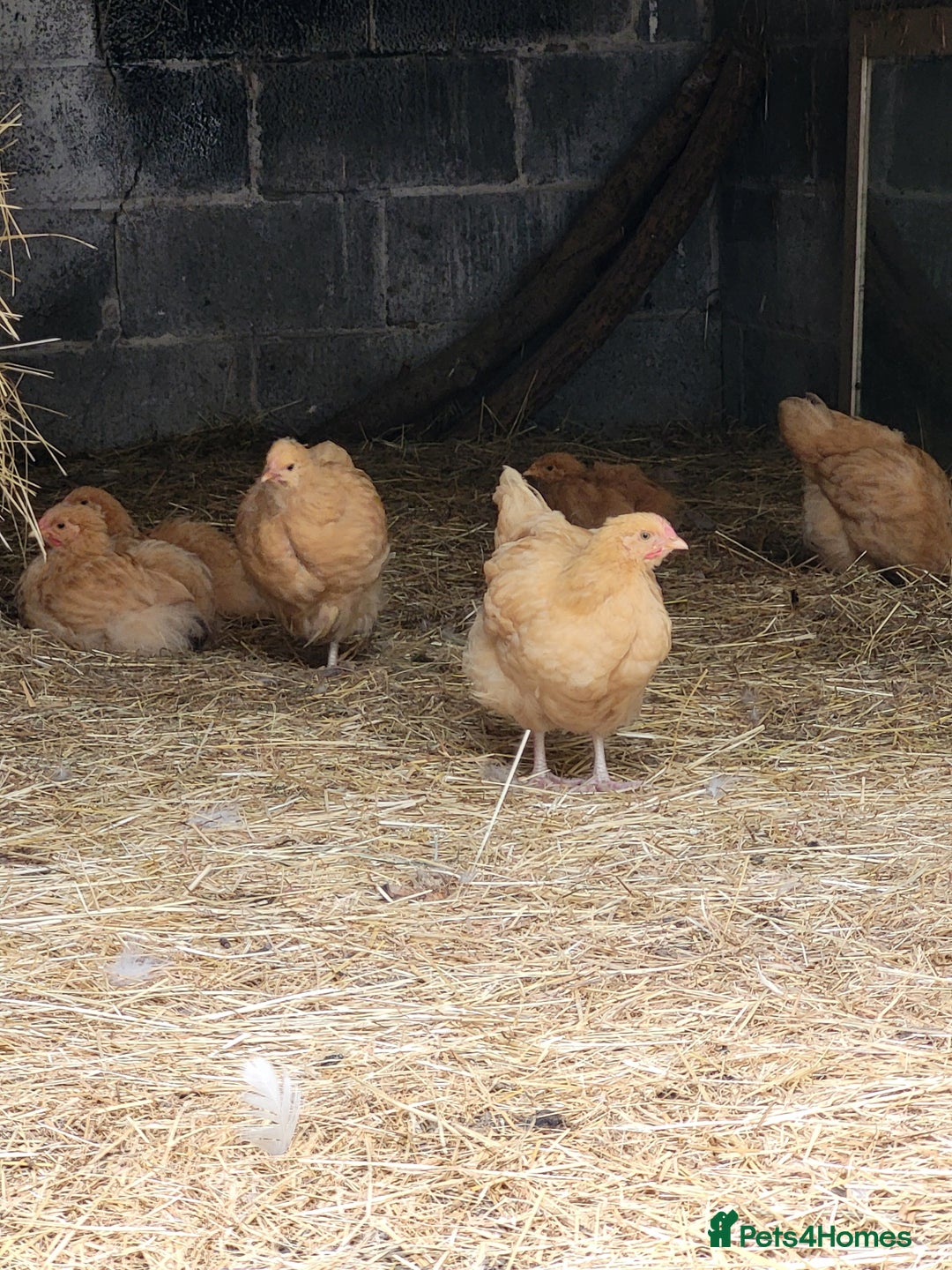 Chickens poultry for sale: 6 Buff orpington looking for a new palace.  - Image 3