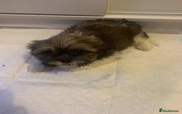 Shih Tzu dogs for sale: Shih Tzu puppy’s  - Image 8