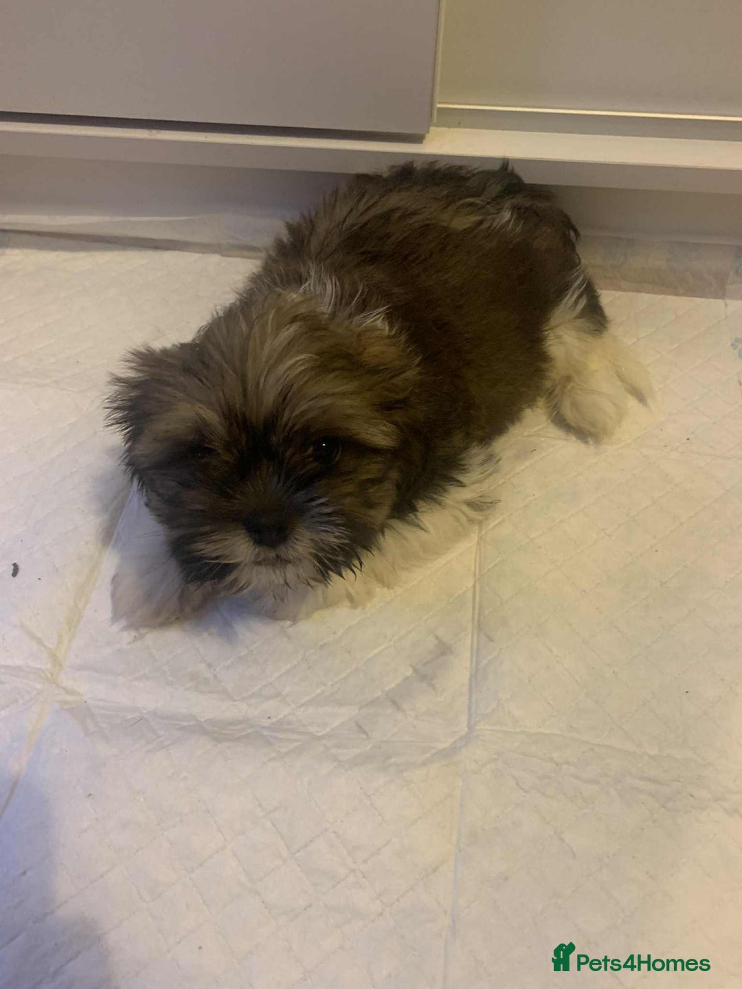 Shih Tzu dogs for sale: Shih Tzu puppy’s  - Image 8