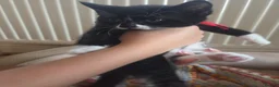 Mixed Breed cats for sale: Adorable Persian cross Tabby kittens  - Advert 4