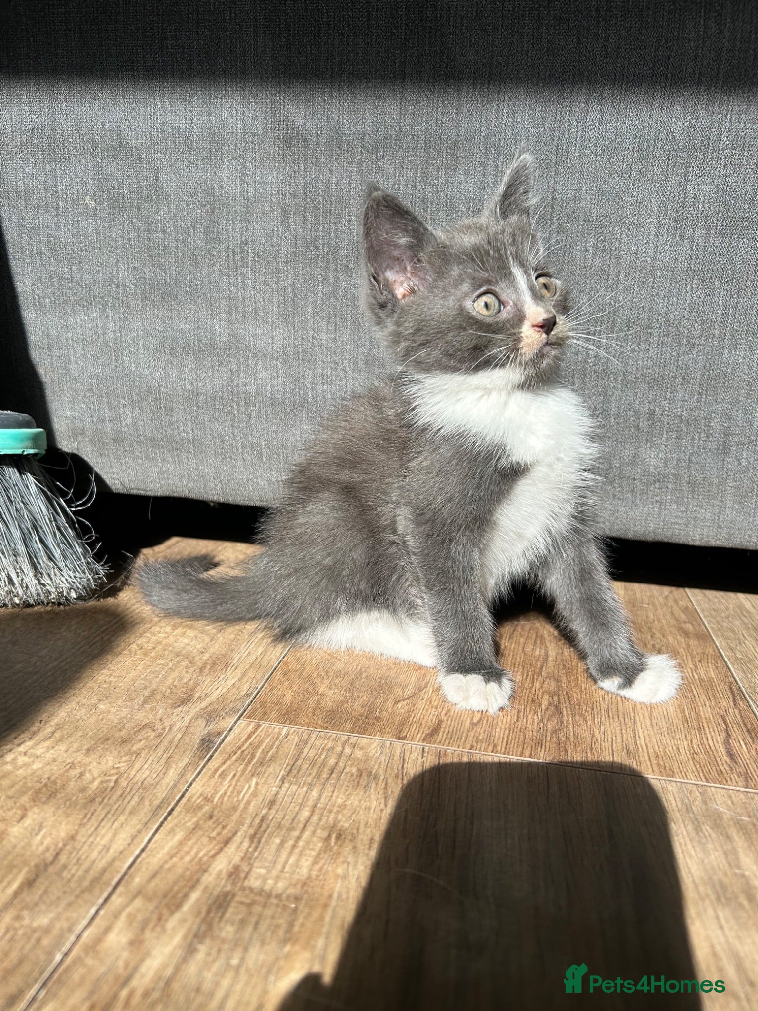 Mixed Breed cats 🚨4 Stunning Babies Ready To Leave🚨 - Advert 14
