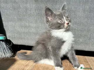 Mixed Breed cats 🚨4 Stunning Babies Ready To Leave🚨 - Advert 14