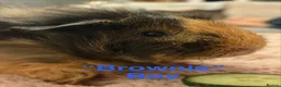 Guinea Pig rodents for sale: Gorgeous piggies for sale - Advert 13