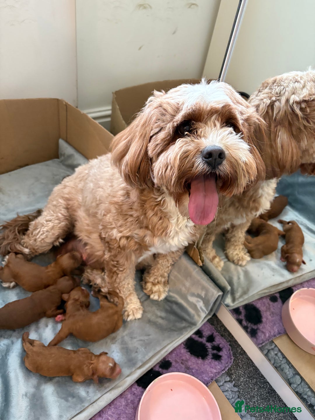 Cavapoo dogs for sale: Cavapoo F1b fully health tested  - Image 1