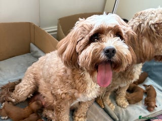 Cavapoo dogs - Advert 4