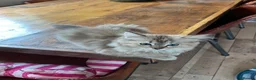Ragdoll cats for sale: Ragdoll kitten. Cherubim sepia female . Tica reg  in Sheerness - Advert 8