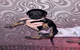 Mixed Breed dogs for sale: Puppy’s available  - Image 3