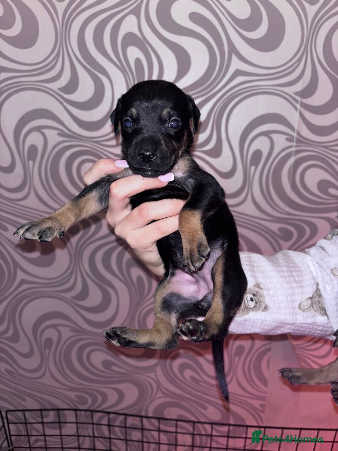 Mixed Breed dogs for sale: Puppy’s available  - Image 3