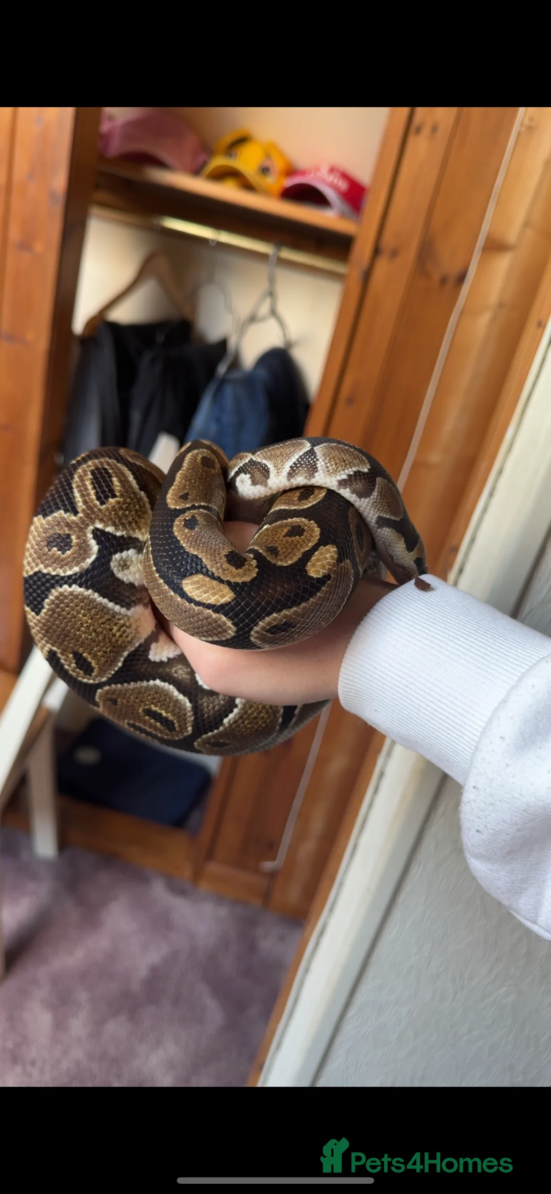 Python Snake reptiles for sale: Ball Python - Advert 2