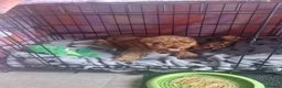 Miniature Poodle dogs for stud: Marley KC Red miniature Poodle for stud only - Advert 19