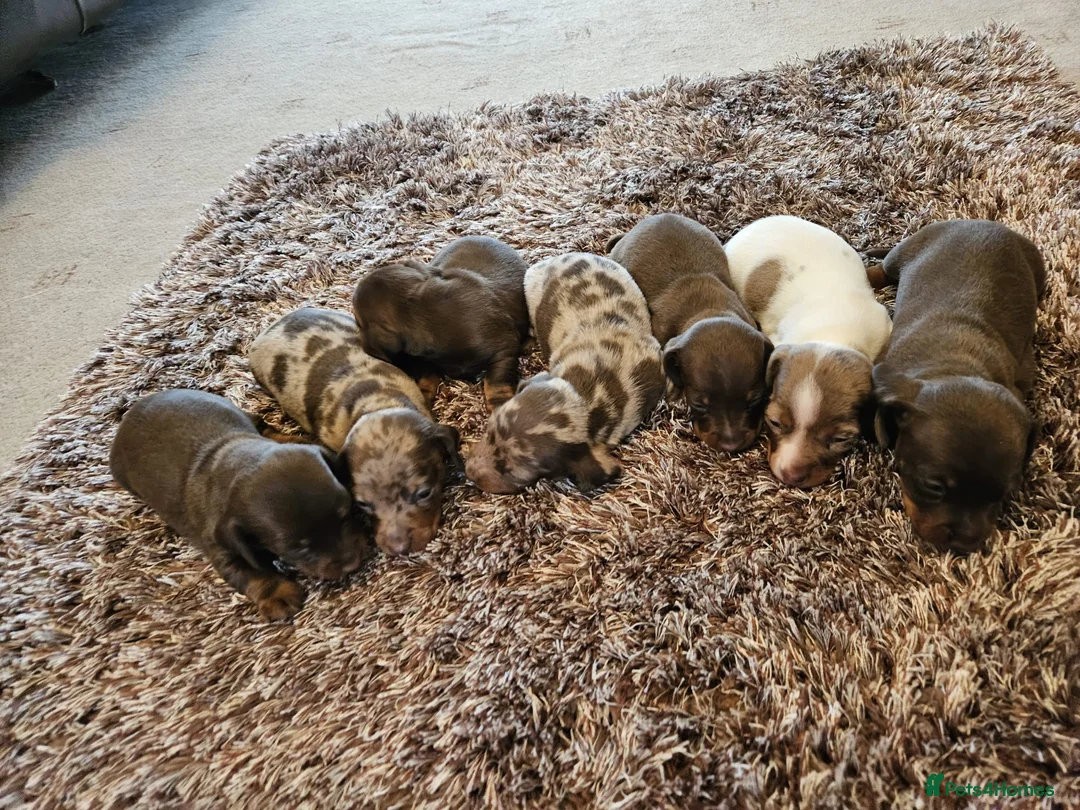 Miniature Dachshund dogs for stud: Chocolate tweed dapple mini daxy VERY EXPERIENCED in Bolton - Advert 9