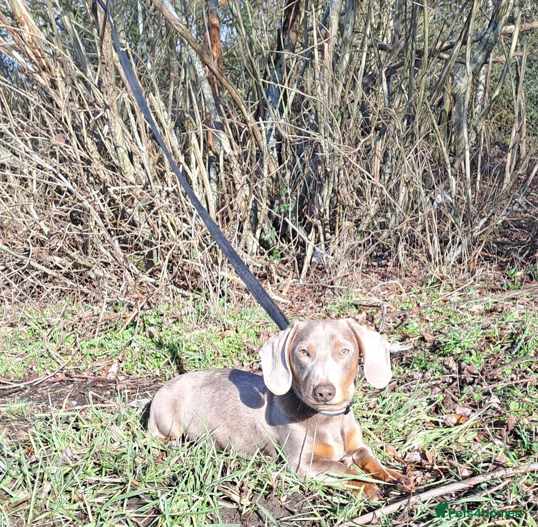 Miniature Dachshund dogs for sale: Kc isabella tan carrying long hair - Advert 2