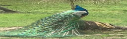 Peafowl poultry for sale: Peefowl in Wisbech - Advert 1