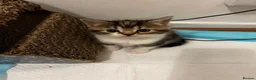 American Shorthair cats for sale: 3 Little Tabbies Looking for Their Forever Homes! - Advert 7