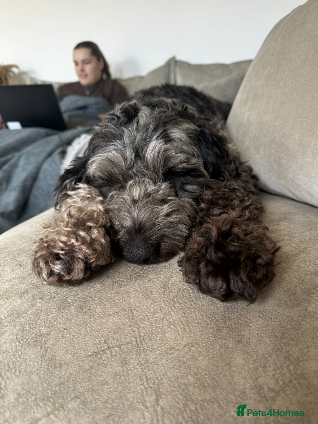 Cockapoo dogs for stud: Merle F1 Cockapoo (Proven) for stud in Penrith - Advert 7