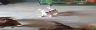 Chihuahua Puppy 1