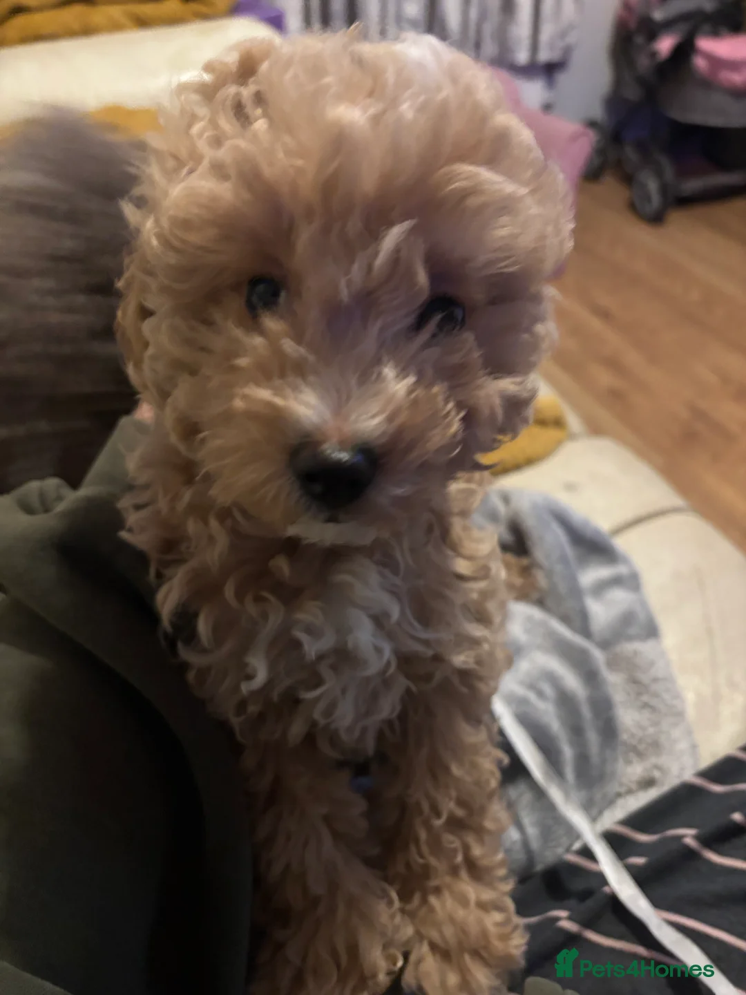 Toy Poodle dogs for sale: Toy puddles  - Advert 13