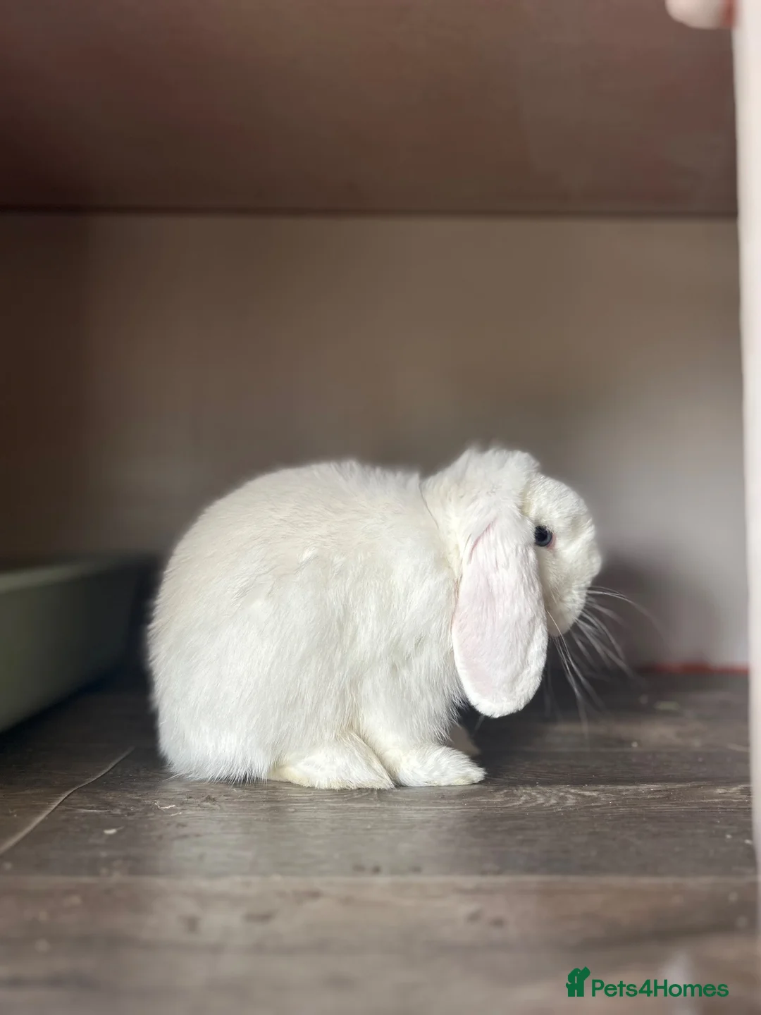 Mini Lop rabbits for sale: Prince, BEW purebred minilop - Advert 4