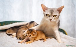 Abyssinian cats for sale: Silver Black Abyssinians-Champion TICA pedigree - Image 6