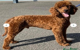 Miniature Poodle dogs for sale: Kc reg mini poodle 5 generation pedigree - Advert 20