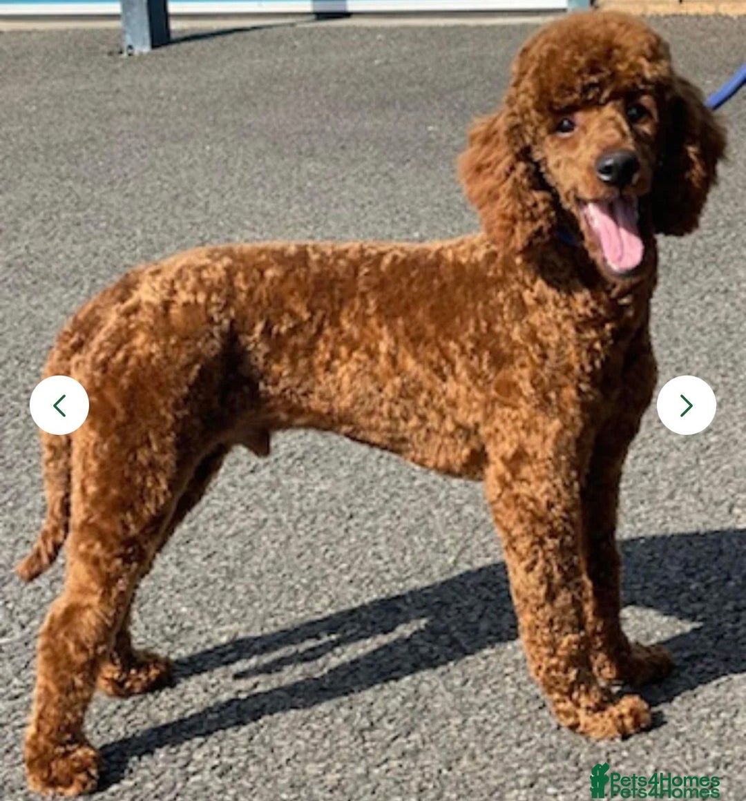Miniature Poodle dogs for sale: Kc reg mini poodle 5 generation pedigree - Advert 20