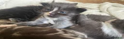Ragdoll cats for sale: Ragdoll cross kittens  - Advert 2