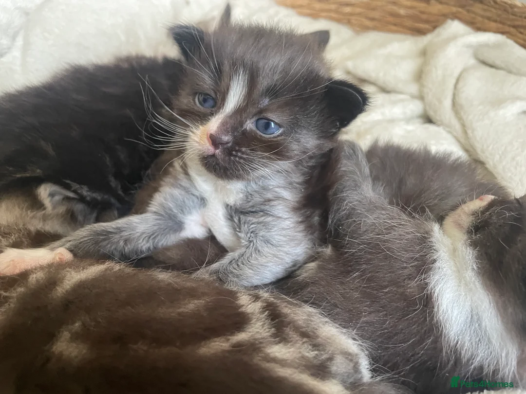 Ragdoll cats for sale: Ragdoll cross kittens  - Advert 2
