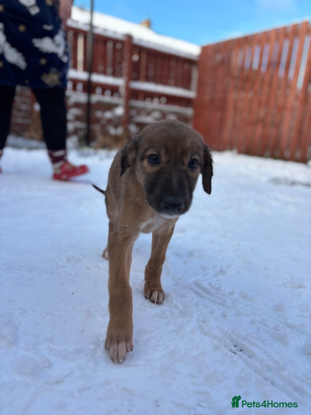 Lurcher dogs for sale: 1 boy still available  - Advert 3