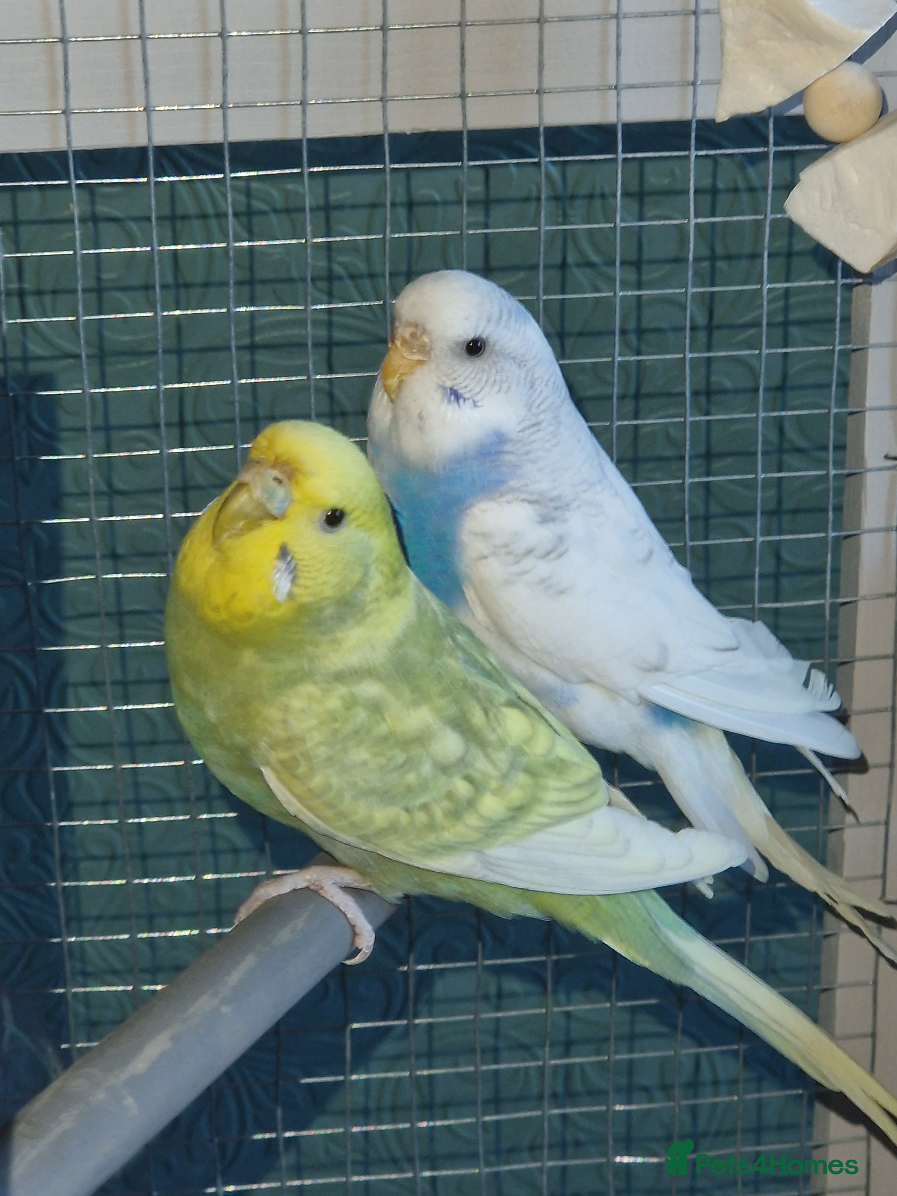 Budgerigars birds 2 female budgies & cage - Advert 6