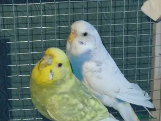 Budgerigars birds 2 female budgies & cage - Advert 6