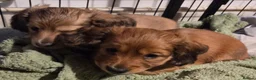 Dachshund dogs for sale: 4 Long Haired Mini Dachshunds beautifully stunning - Advert 28