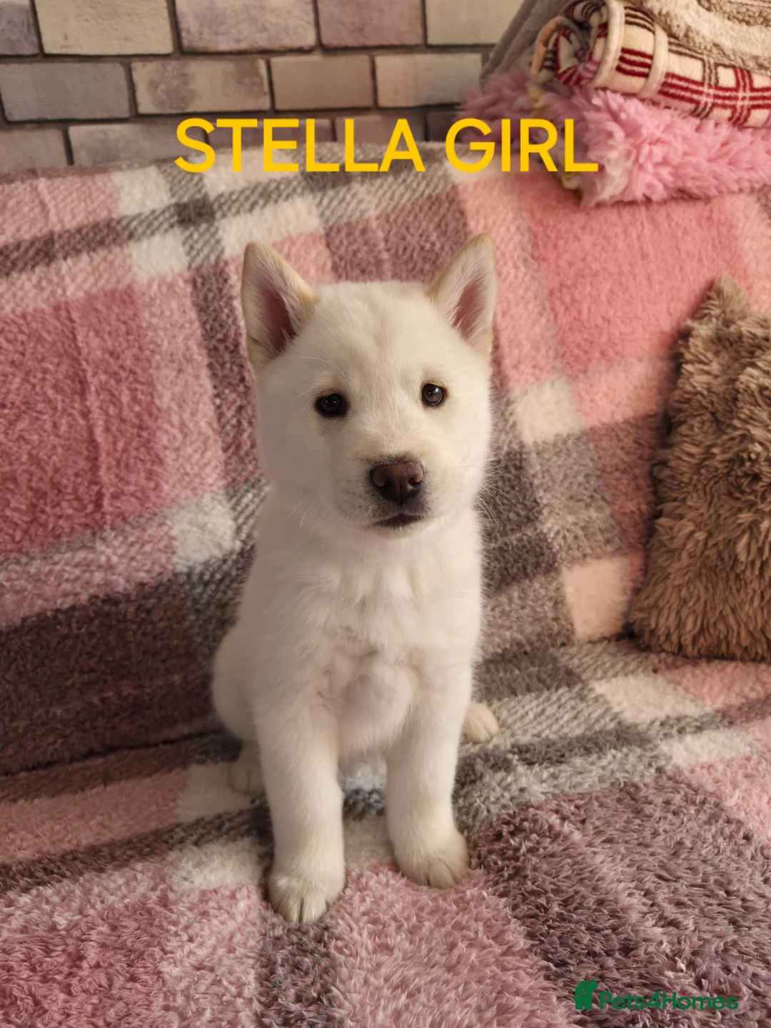Mixed Breed dogs for sale: Siberian husky/ chow chow (chowski) - Advert 9