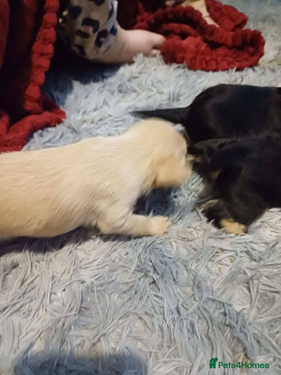 Mixed Breed dogs for sale: Froodle pups for sale  - Image 14
