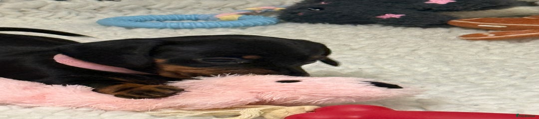 Miniature Dachshund Puppy 2