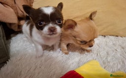 Chihuahua dogs for sale: Beautiful High Quality Long Coat Chihuahua Puppies - Image 8