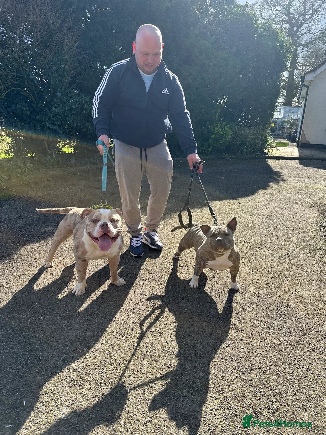 American Bully dogs for stud: Merle ABKC american pocket bully stud in Leicester - Advert 11