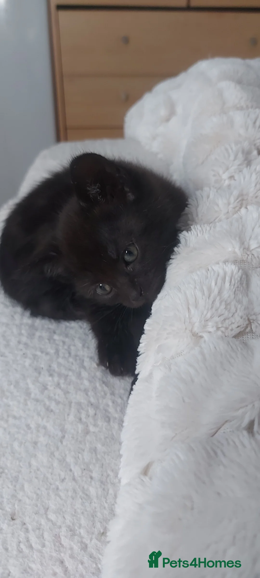 Mixed Breed cats for sale: Kittens ready now  in Glasgow - Advert 9