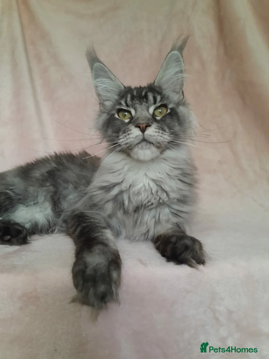 Maine Coon cats for sale: black smoke/polydactyl maine coonTICA kittens - Advert 1